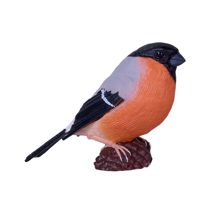 European Bullfinch