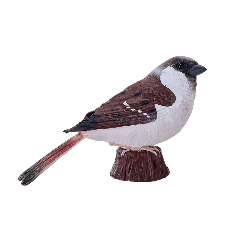 House Sparrow