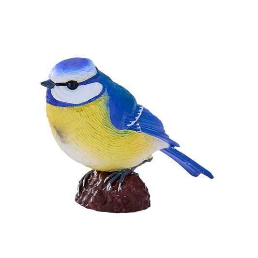 Blue Tit