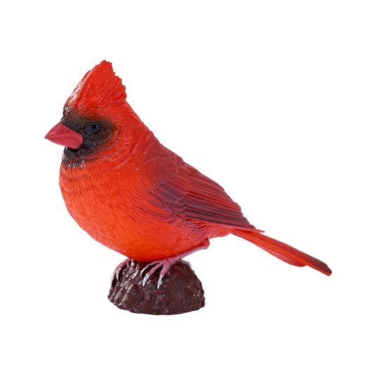 Red Cardinal