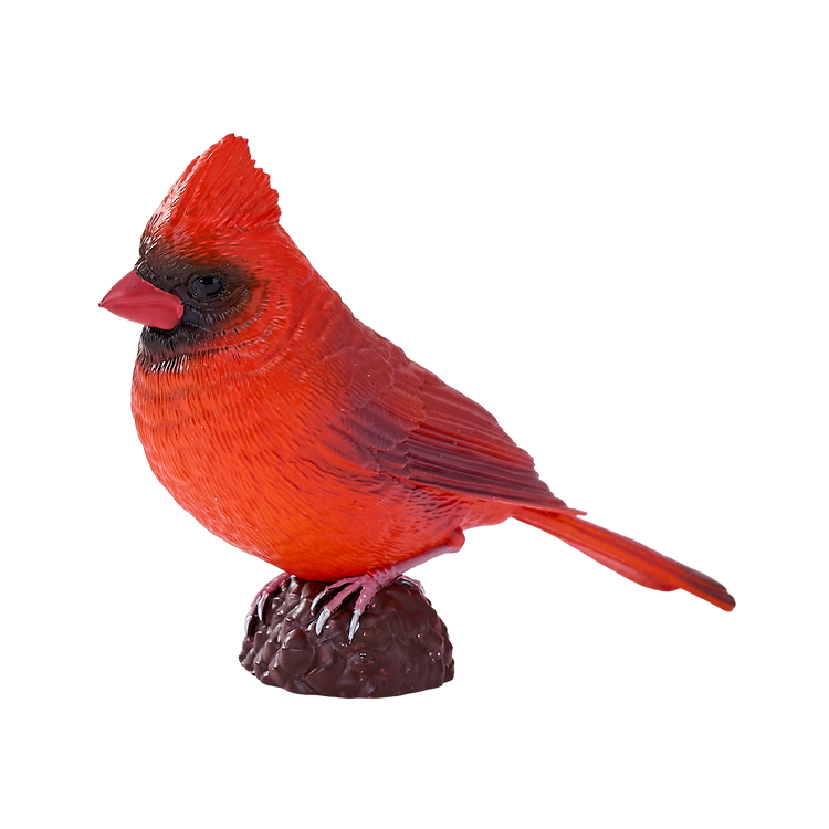 Red Cardinal