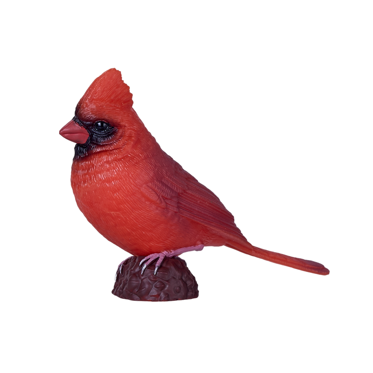 Red Cardinal