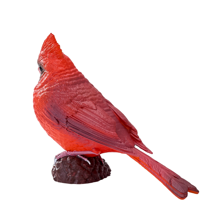 Red Cardinal