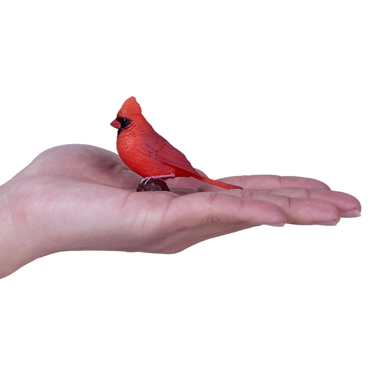 Red Cardinal