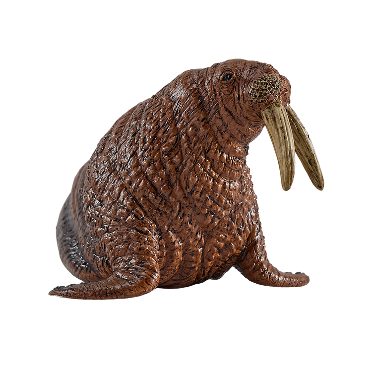 Walrus