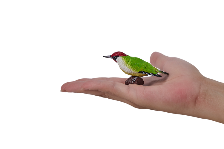 Green Woodpecker