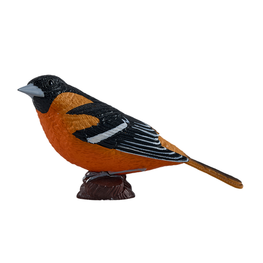 Northern Oriole