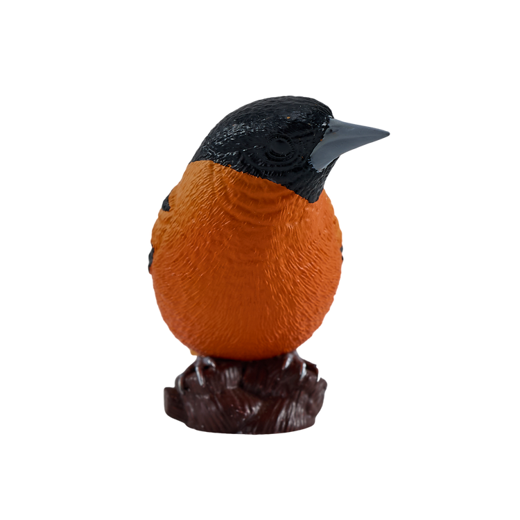 Northern Oriole