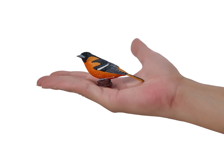 Northern Oriole