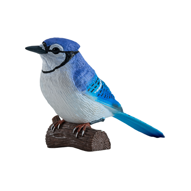 Blue Jay