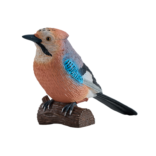 European Jay