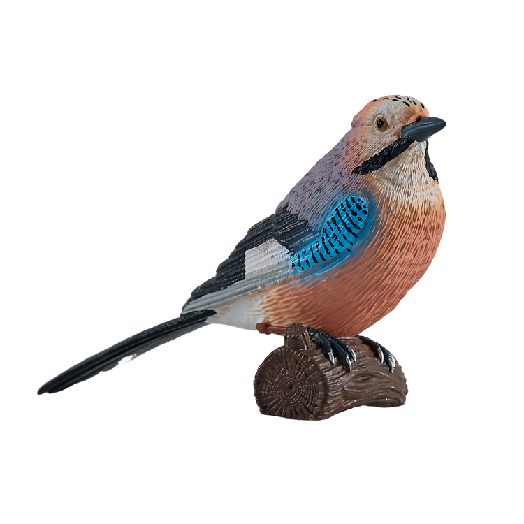European Jay
