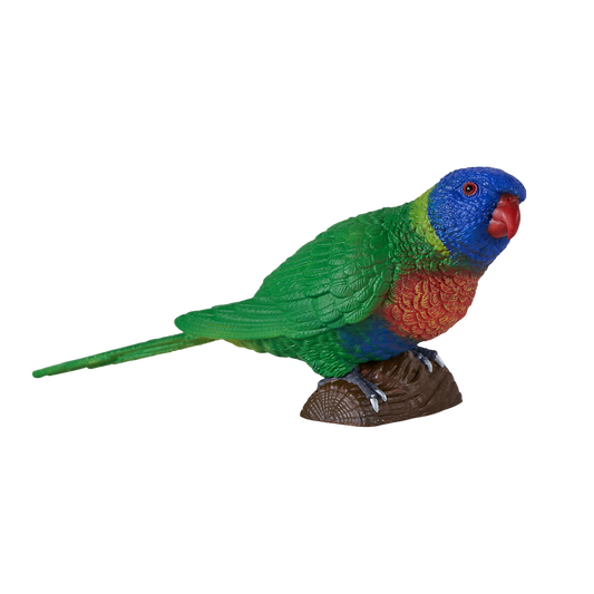 Rainbow Lorikeet
