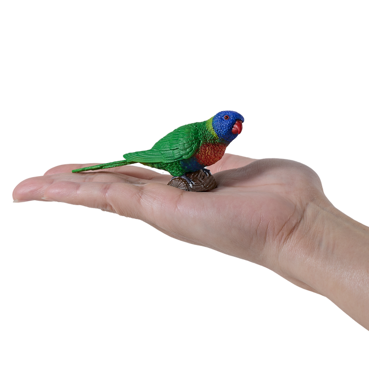 Rainbow Lorikeet