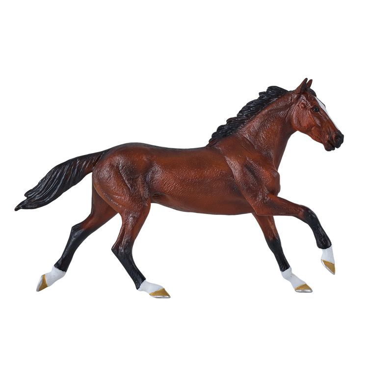 Thoroughbred