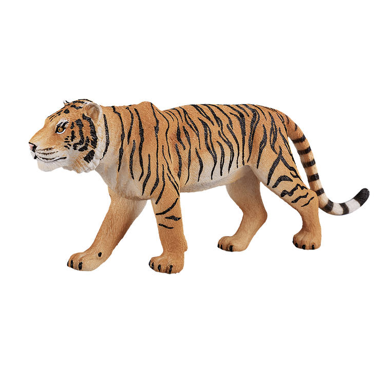 Bengal Tiger