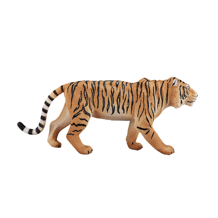 Bengal Tiger