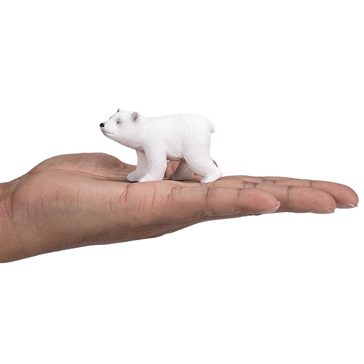 Polar Bear Cub Walking