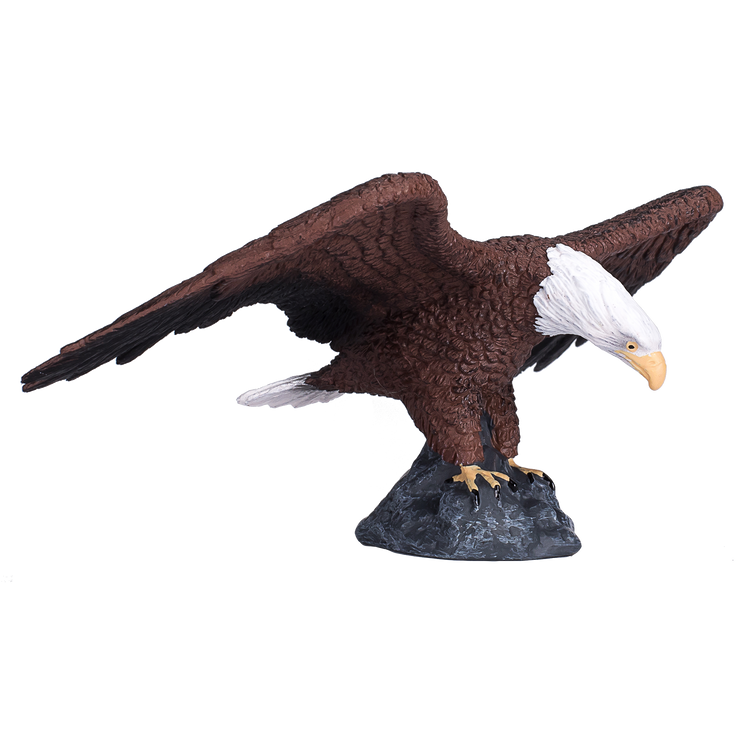 American Bald Eagle