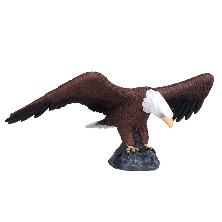 American Bald Eagle