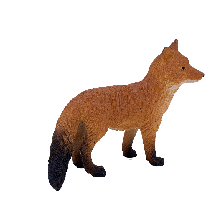 Red Fox