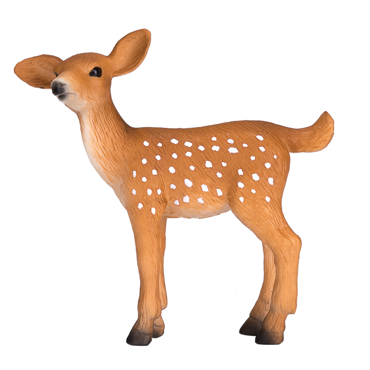 White Tailed Deer Fawn