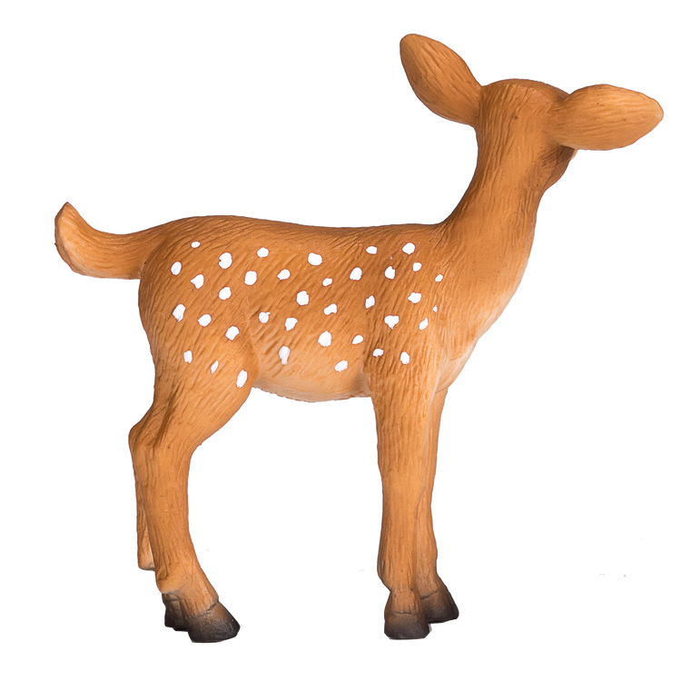 White Tailed Deer Fawn