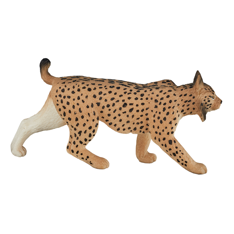 Iberian Lynx