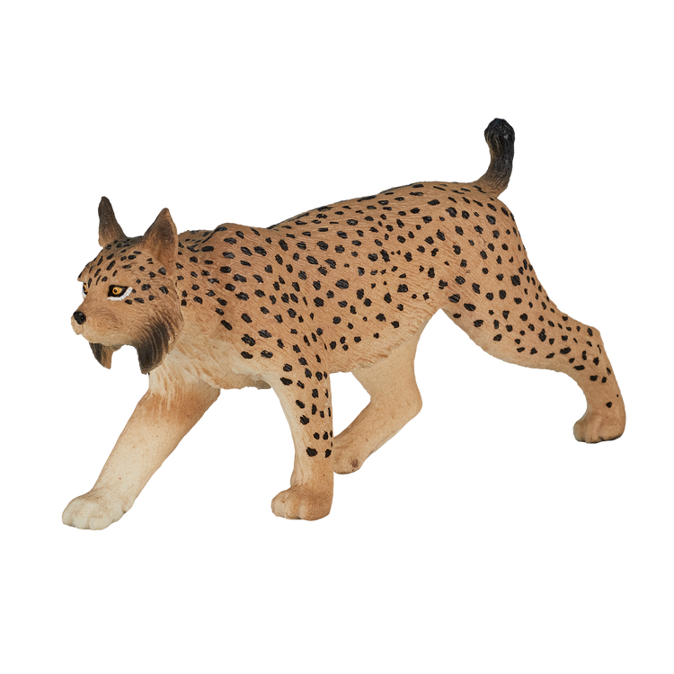 Iberian Lynx