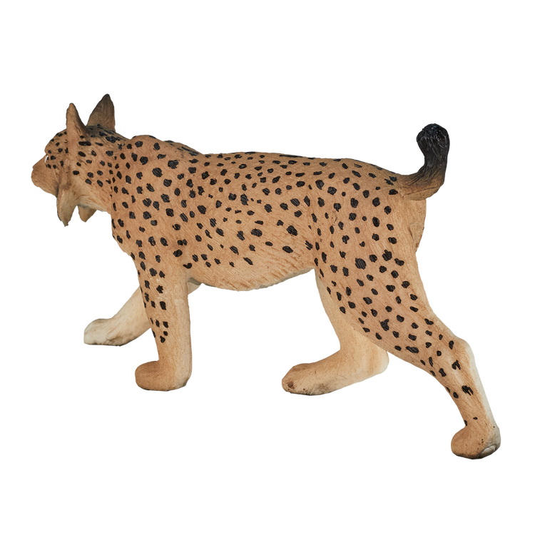 Iberian Lynx