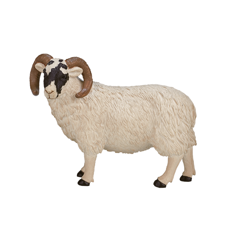 Black Faced Sheep (Ram)