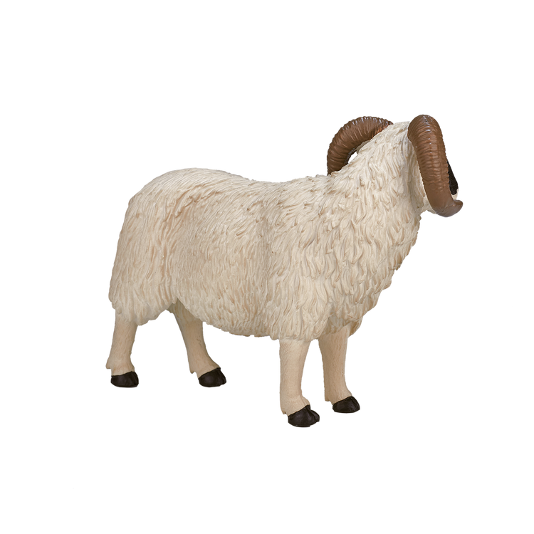 Black Faced Sheep (Ram)