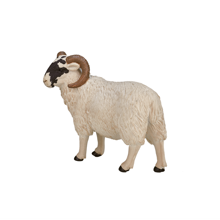 Black Faced Sheep (Ram)