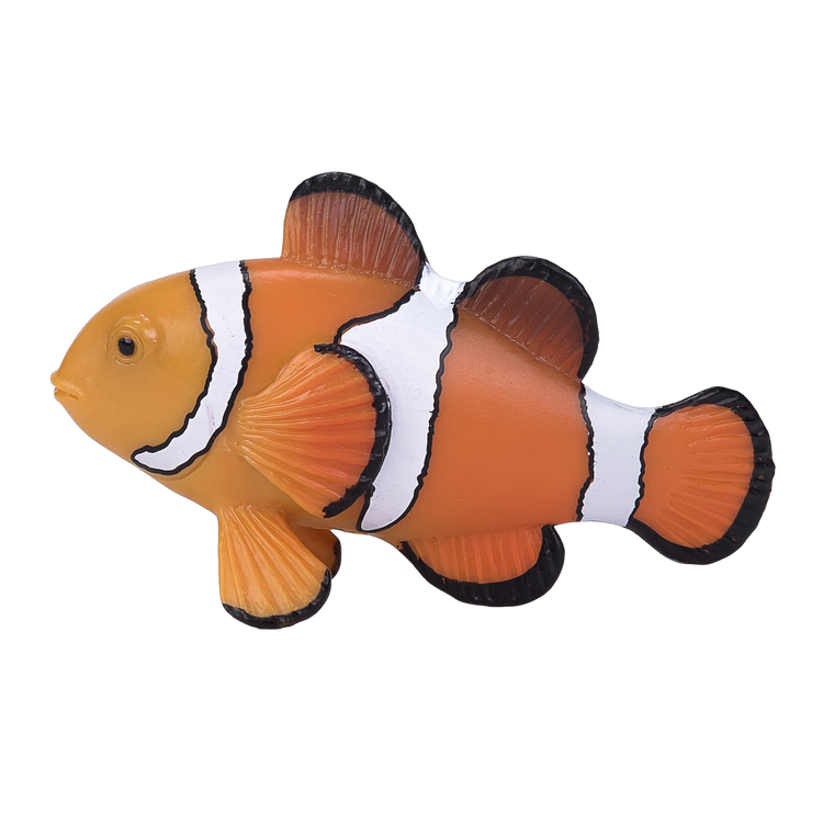 Clown Fish