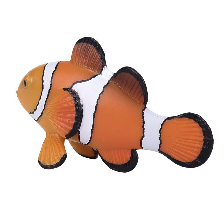 Clown Fish