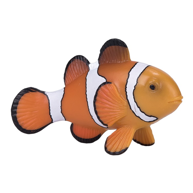 Clown Fish