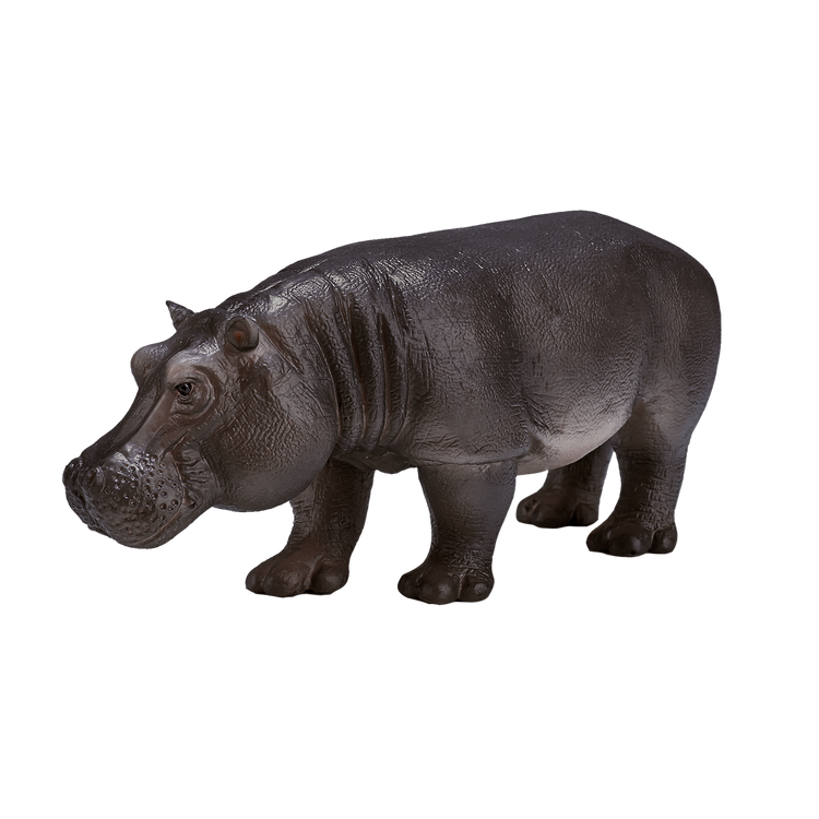 Hippopotamus Female