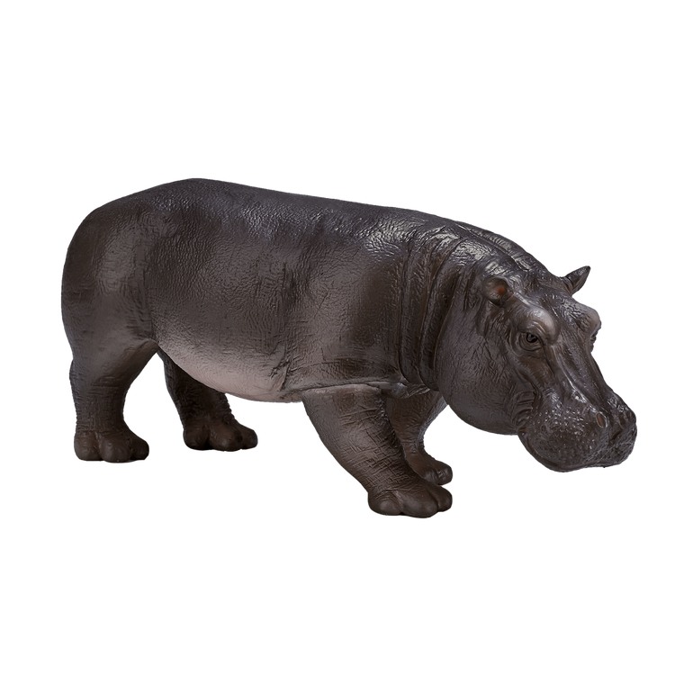 Hippopotamus Female