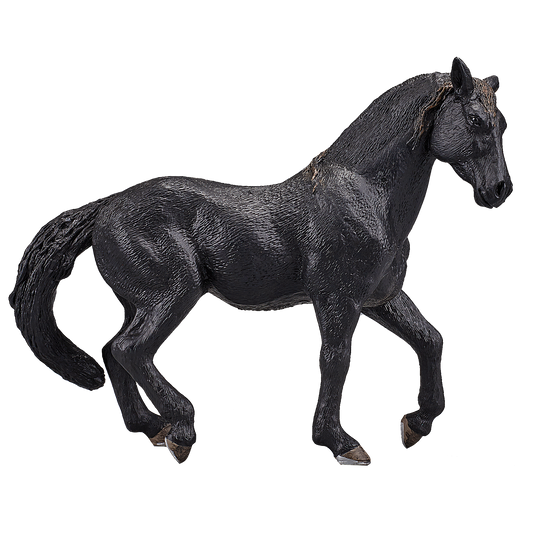 Andalusian Black
