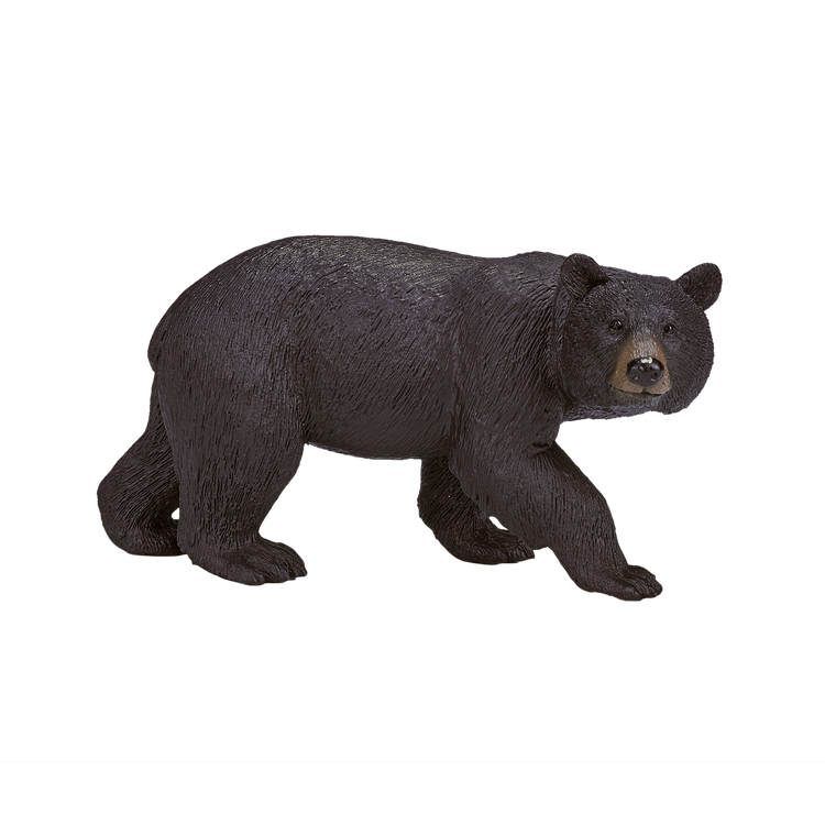 American Black Bear