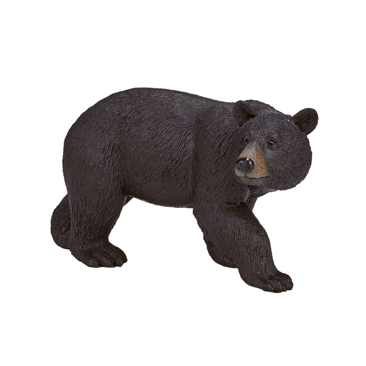 American Black Bear