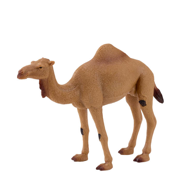 Arabian Camel