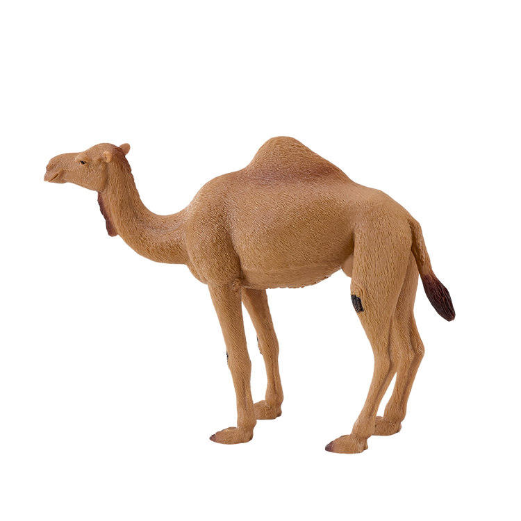 Arabian Camel