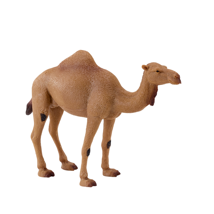 Arabian Camel