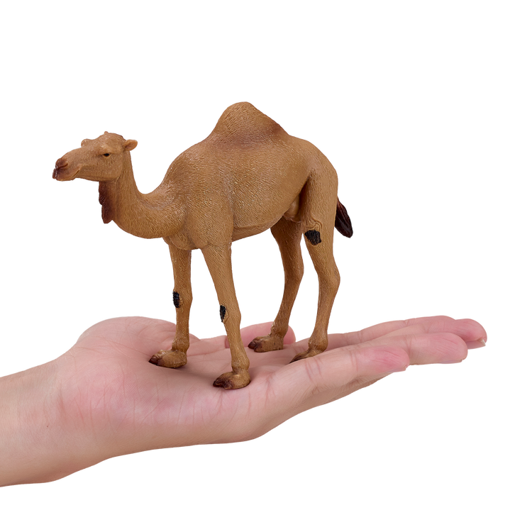 Arabian Camel