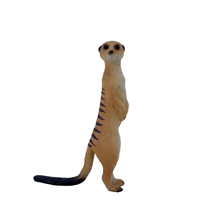 Meerkat