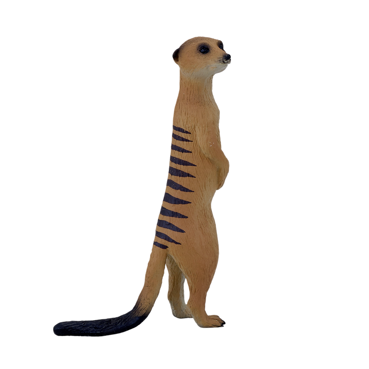 Meerkat