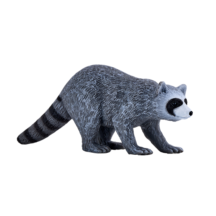 Raccoon