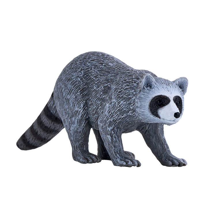 Raccoon