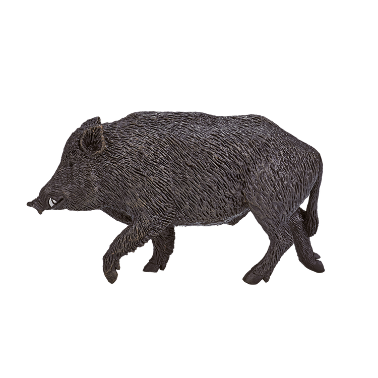 Wild Boar Male